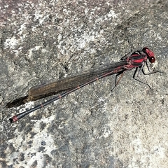 Argia funcki