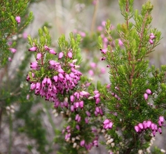 Erica nutans
