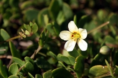 Roepera maritima