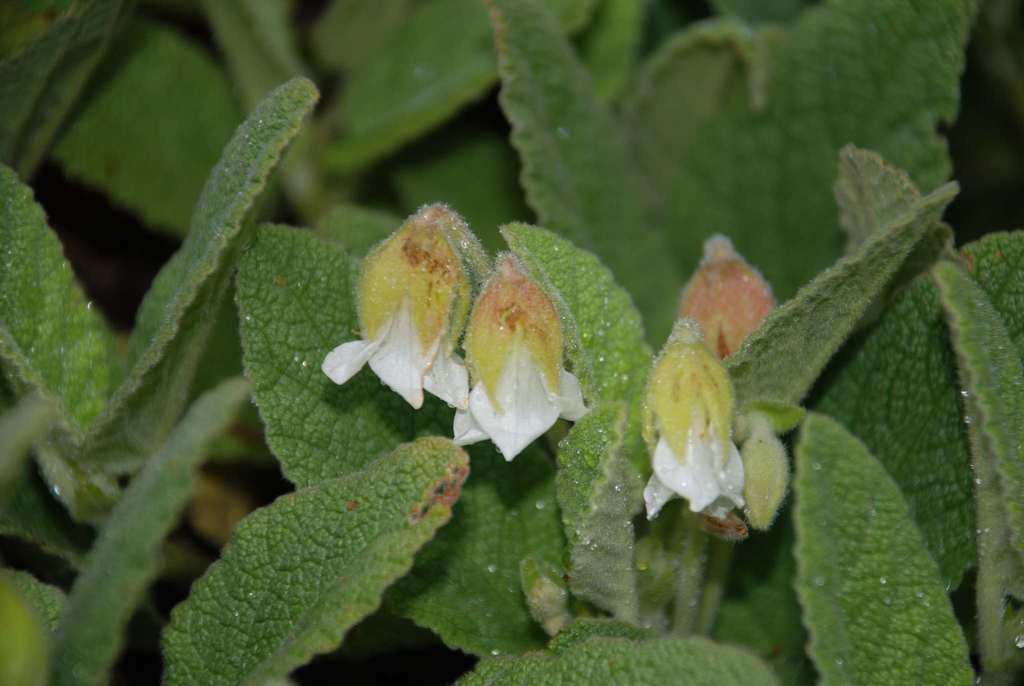 Bunch Hermannia