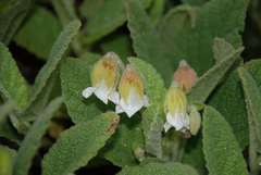 Hermannia geniculata