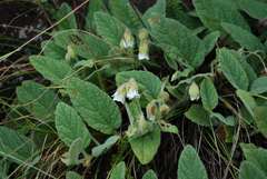 Hermannia geniculata