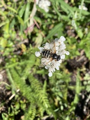 Sericomyia