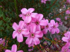 Adenandra fragrans