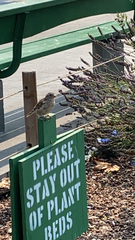 Passer domesticus