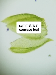 Plagiothecium cavifolium