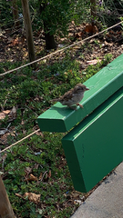 Passer domesticus