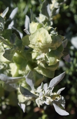 Atriplex lindleyi inflata
