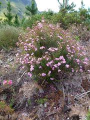 Adenandra fragrans