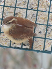 Thryothorus ludovicianus