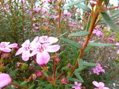 Adenandra fragrans