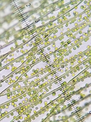 Plagiothecium cavifolium