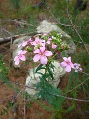 Adenandra fragrans