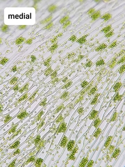 Plagiothecium cavifolium