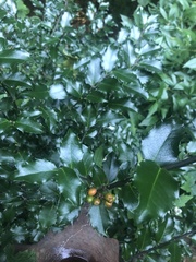 Ilex × meserveae