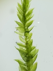 Plagiothecium cavifolium