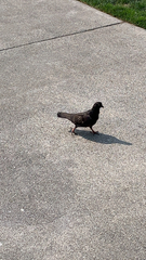Columba livia domestica