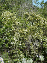 Agathosma apiculata