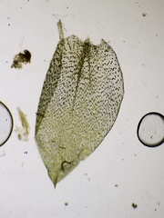 Plagiothecium cavifolium