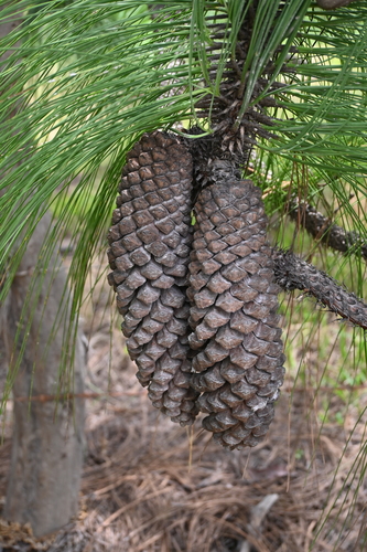 Michoacán pine (Pinus devoniana)