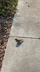 Passer domesticus