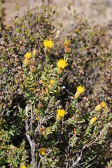 Pteronia oppositifolia