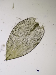 Plagiothecium cavifolium