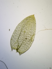 Plagiothecium cavifolium