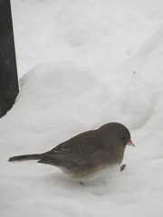 Junco hyemalis