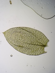 Plagiothecium cavifolium