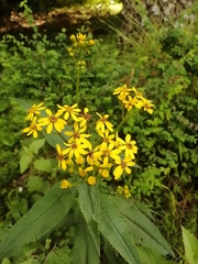 Senecio multidentatus