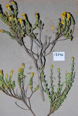 Pteronia oppositifolia