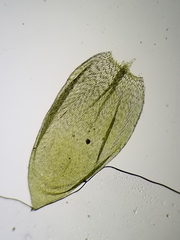 Plagiothecium cavifolium