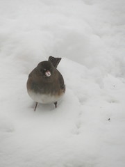 Junco hyemalis