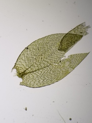 Plagiothecium cavifolium