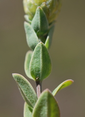 Pteronia oppositifolia