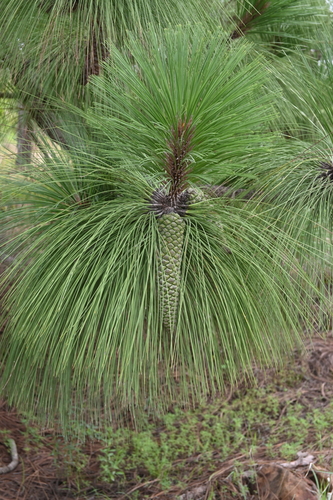 Michoacan pine