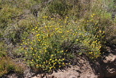 Pteronia oppositifolia