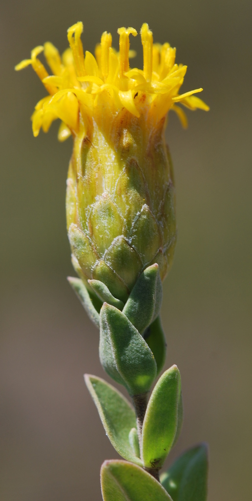Pteronia oppositifolia