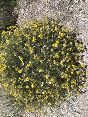 Psilostrophe cooperi