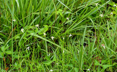 Rhynchospora colorata image
