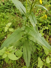 Senecio multidentatus
