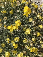 Psilostrophe cooperi