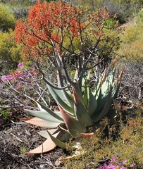 Aloe striata
