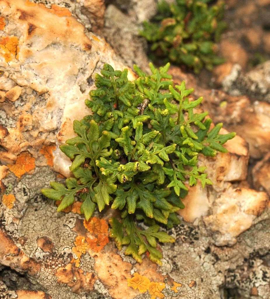 Cheilanthes deltoidea
