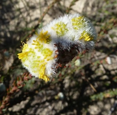 Leucadendron levisanus