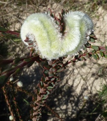 Leucadendron levisanus