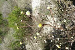 Leucadendron levisanus