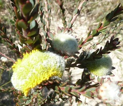 Leucadendron levisanus