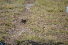 Microcavia australis